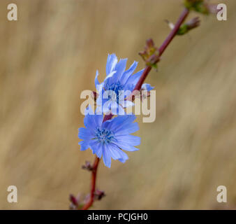 Fiore di cicoria in un campo di coltivazione sfondo Foto Stock