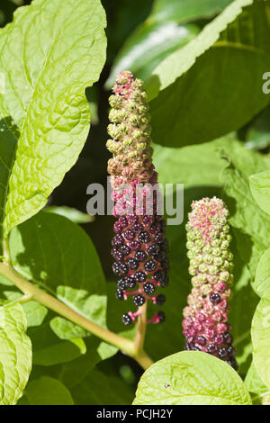 Phytolacca americana, l'American pokeweed mostra velenosi viola-rosso frutto maturo Foto Stock