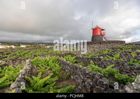 Un tradizionale mulino a vento lungo la costa del Monte, nel territorio del comune di Madalena, con righe hedge dividendo i vigneti in Pico island, Azzorre Foto Stock