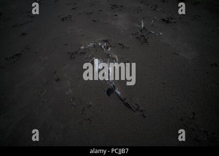 Dead Gannett bird su una spiaggia di sabbia, morto Gannett lavato fino a una spiaggia, sono morti probabilmente a causa di inquinamento del mare, spiaggia, di lettiera o di reti da pesca. Foto Stock