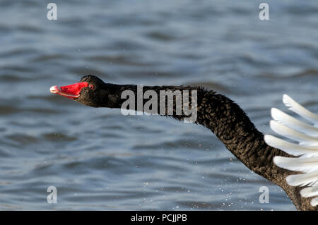 Cygne noir - ritratto - Black Swan - Cygnus atratus Foto Stock