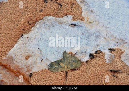 Formazioni di ghiaccio lungo il fiume di pino, Parco Nazionale Zion, Utah, Stati Uniti d'America Foto Stock