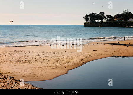 Gabbiani su una spiaggia di sabbia dorata, nelle prime ore del mattino su Santa Cruz Beach, California, Stati Uniti d'America Foto Stock