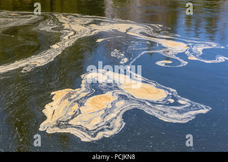 Junction Creek in primavera con volute di schiuma e floating polline, maggiore Sudbury, Ontario, Canada Foto Stock