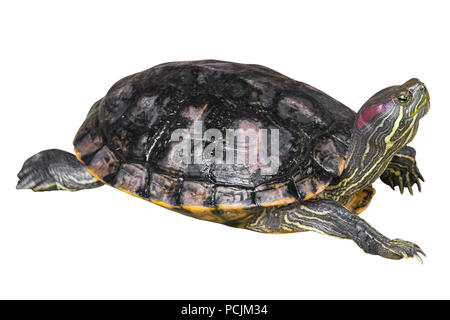 Red eared slider turtle ( Trachemys scripta elegans ) è lo spunto da fermi e alzare la testa bianca su sfondo isolata . Vista laterale . Foto Stock