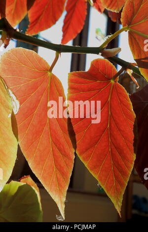 Dettaglio della rossa retroilluminata begonia foglie con vene trasparente Foto Stock