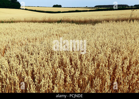 A nord di Norfolk, il paesaggio agricolo, campi di avena, cereali, ritagliare, REGNO UNITO Foto Stock