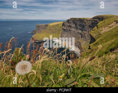 Varie erbe e un dente di leone in primo piano con un precipizio da scogliere di Moher in background Foto Stock