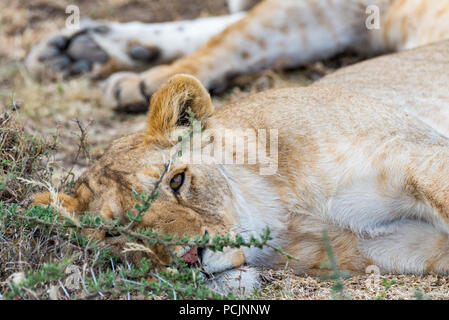 Leonessa a dormire in spine Foto Stock