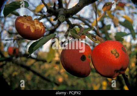 Le mele su TREE (malus) mostra segni di malattia come pure frutto mangiato da uccelli Foto Stock