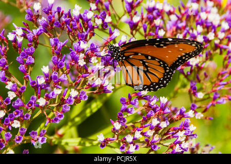 Farfalla monarca sorseggiando il nettare Foto Stock