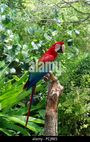 Green-Winged Macaw. 'Pappagallo di parlare" programma presso la South Texas Giardini Botanici e Centro Natura nel Corpus Christi, Texas USA. Foto Stock