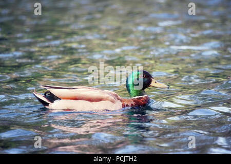 Il Germano Reale anatra Anas platyrhynchos anatidi nuoto su un laghetto Foto Stock