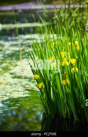 Golden Canna (Canna Flaccida) pianta tropicale nei pressi di un laghetto in La Fontaine Park, Montreal, Canada Foto Stock