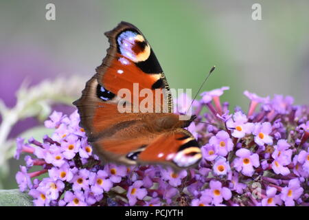 Macro Close-Up di alimentazione splendida farfalla pavone su Viola Buddleia Fiori Foto Stock