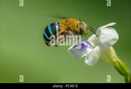 Close up Bee, Honeybee, vespe, Hoverfly Foto Stock