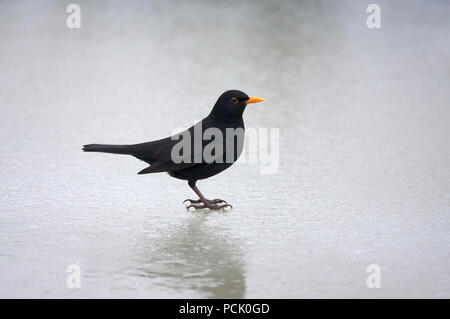 Merlo, Turdus merula, singolo maschio adulto in piedi sul ghiaccio. Presa di gennaio. Arundel, West Sussex, Regno Unito. Foto Stock