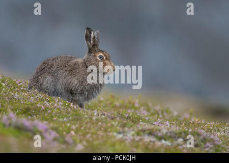 Mountain lepre (Lepus Timidos) seduti su una coperta di erica collina dopo una doccia a pioggia, in estate rivestire Foto Stock