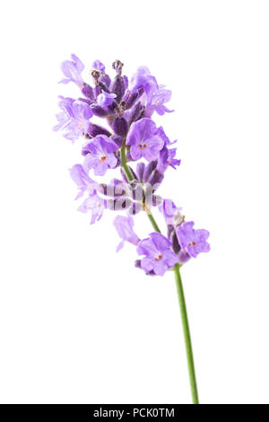 Unico fiore lavanda su sfondo bianco Foto Stock