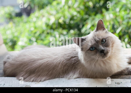 Blue Eyed Rag Doll gatto femmina guardando nella telecamera con alberi in background Foto Stock