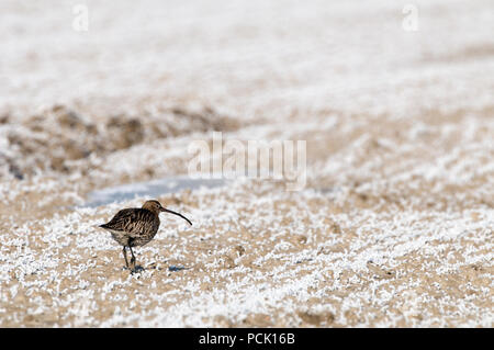 Courlis cendre - Curlew - Numenius arquata Foto Stock