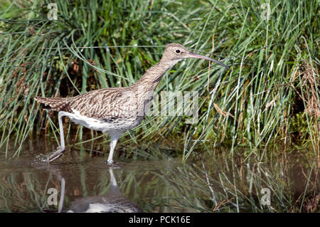 Courlis cendre - Curlew - Numenius arquata Foto Stock