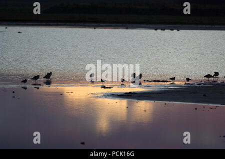 Courlis cendre - Curlew - Numenius arquata Foto Stock