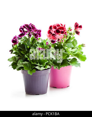 Pelargonium coloratissimi fiori in vaso isolato su bianco Foto Stock