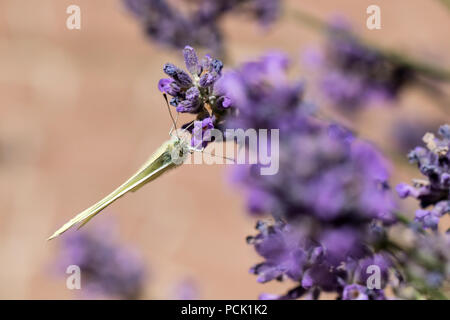 Piccolo cavolo bianco (Sarcococca rapae) sulla lavanda Foto Stock