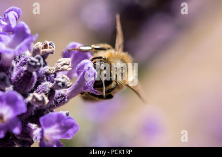 Western miele delle api (Apis mellifera) sulla lavanda Foto Stock