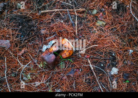 Vecchio arrugginito lattina della bevanda in erba-2.jpg Foto Stock