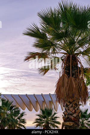 Palm tree Foto Stock