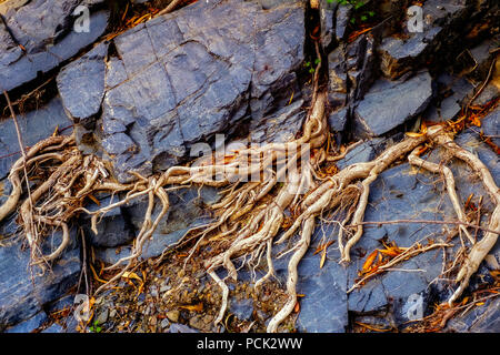 Radici sulla roccia. Foto Stock