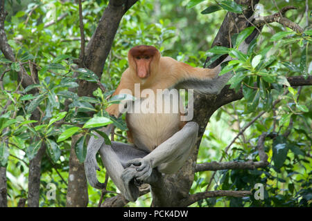 Grande vaso panciuto proboscide maschio monkey nella struttura ad albero di Sabah Borneo malese federazione Foto Stock