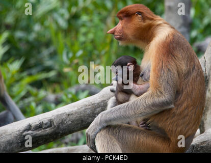 La madre e il bambino proboscide scimmie Labuk Bay Sabah Borneo malese federazione Foto Stock