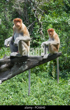 Due scimmie proboscide Labuk Bay Sabah Borneo malese federazione Foto Stock