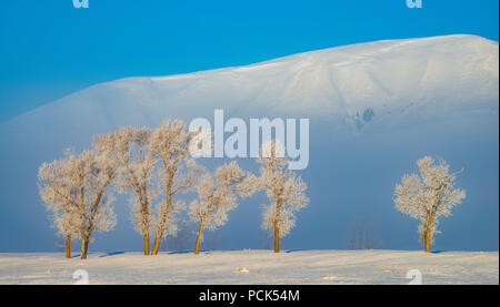 Trasformata per forte gradiente la brina su alberi, inverno, Grand Teton NP, WY, USA, da Bill Lea/Dembinsky Foto Assoc Foto Stock