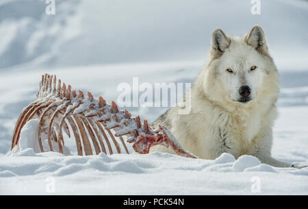 Lupo (Canis lupus), adagiata vicino carcassa animale, W USA, da Bill Lea/Dembinsky Foto Assoc Foto Stock