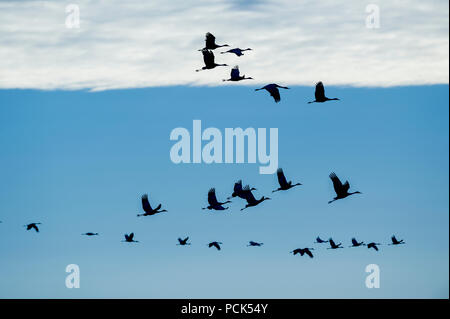 Sandhill gru in volo, (Antigone canadensis, precedentemente Grus canadensis), Nord America, di Dominique Braud/Dembinsky Foto Assoc Foto Stock