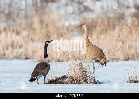 Canada Goose e Sandhill gru sul laghetto congelato, MN, USA di Dominique Braud/Dembinsky Foto Assoc Foto Stock