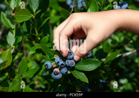 Mirtilli domestici, frutteto e USA, da James D Coppinger/Dembinsky Foto Assoc Foto Stock