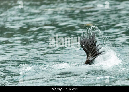 Solo le pinne di un diving Steller Sea Lion sono visibili come esso si tuffa sotto le onde in SE Alaska, Stati Uniti d'America. Foto Stock