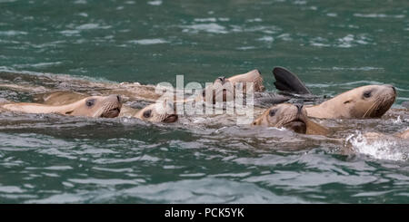 Un gruppo di Steller leoni di mare (Eumetopias jubatus) nuotare nell'oceano al largo della costa di Alaska, Stati Uniti d'America. Foto Stock