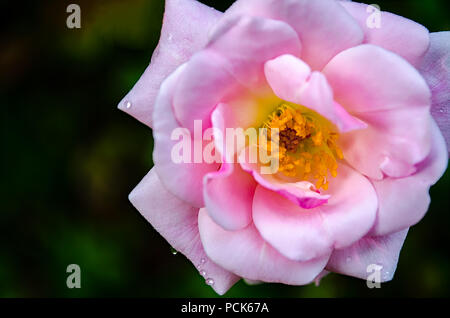 Primo piano di una bella e fresca, rosa rosa con dei fiori di gocce d'acqua. Foto Stock