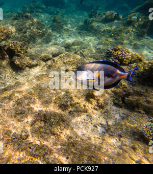 La faccia sohal surgeonfish o sohal tang, Acanthurus sohal Foto Stock