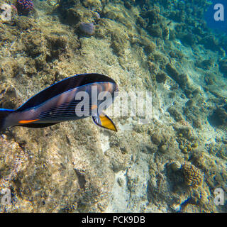 Chirurgo Sohal-pesci presso il Mar Rosso Foto Stock