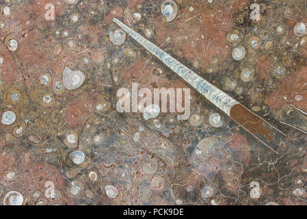 Rosso polishied marino pietra con mineralizzato di fossili come ammoniti e belemnites come closeup Foto Stock