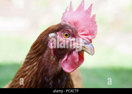 Batteria Gallina polli di salvataggio Foto Stock