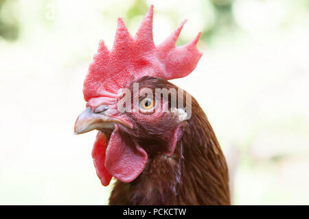 Batteria Gallina polli di salvataggio Foto Stock