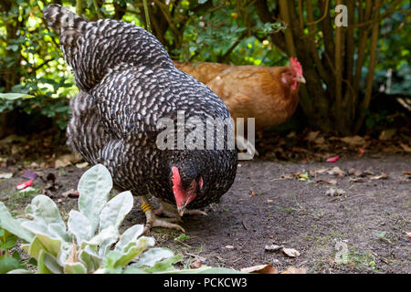 Backyard polli razze ibrido Foto Stock